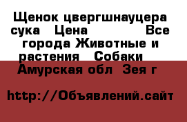 Щенок цвергшнауцера сука › Цена ­ 25 000 - Все города Животные и растения » Собаки   . Амурская обл.,Зея г.